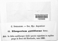 Illosporium guttiforme image